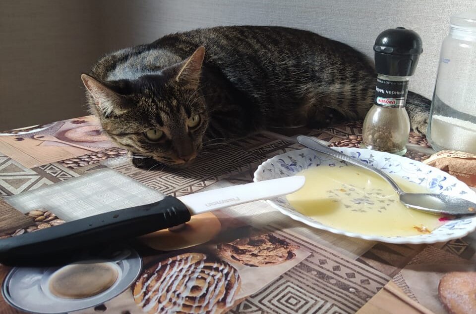 Фото автора. Кот Кузя, 5 лет, сосед по даче. 