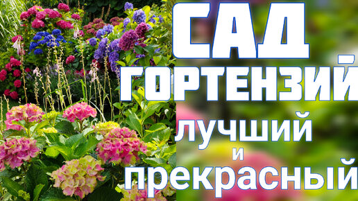 Лучший САД ГОРТЕНЗИЙ 💐 В МИР КРАСОТЫ с нами по ПУТИ.