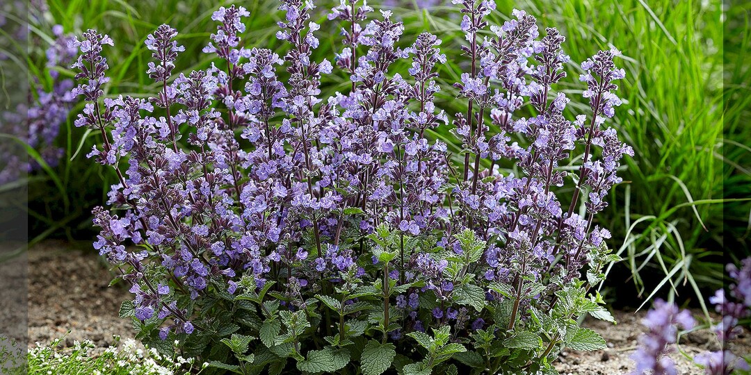 10 лекарственных растений на клумбе: прекрасная альтернатива "вредным" таблеткам и основа самого малоуходного цветника