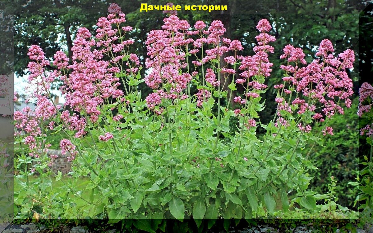 https://vk.com/photo-159774511_457262121