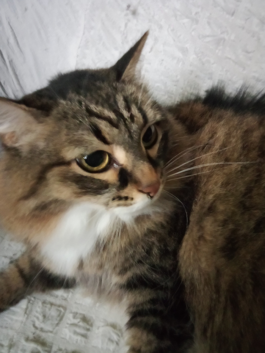 Это моя Мурзик-Муся.