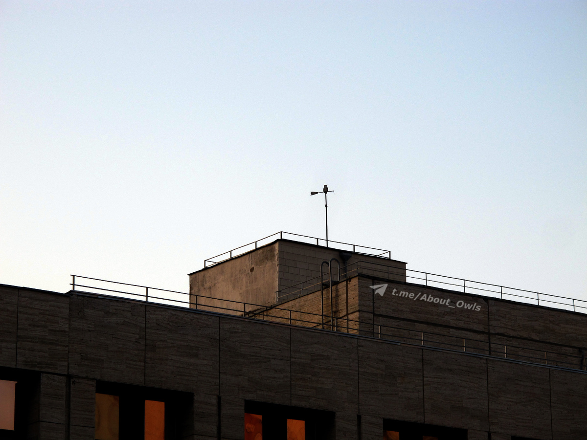 В контрастном свете вырисовывается силуэт совы. Фото – август 2022