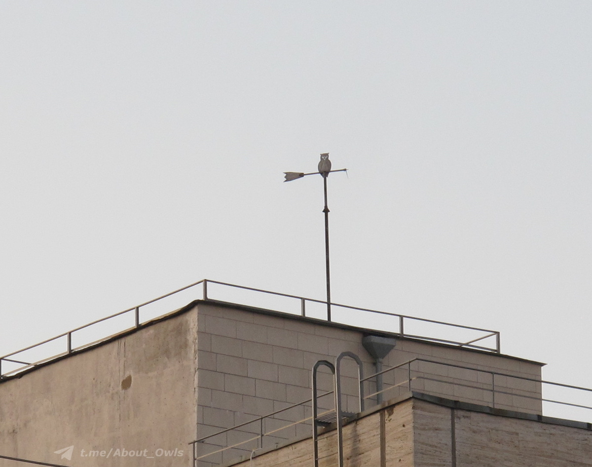 В максимальном приближении (которого смогли добиться на непрофессиональном фотоаппарате). Фото – август 2022