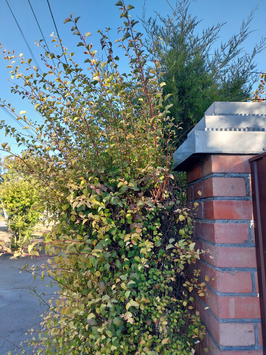 Фото автора. 