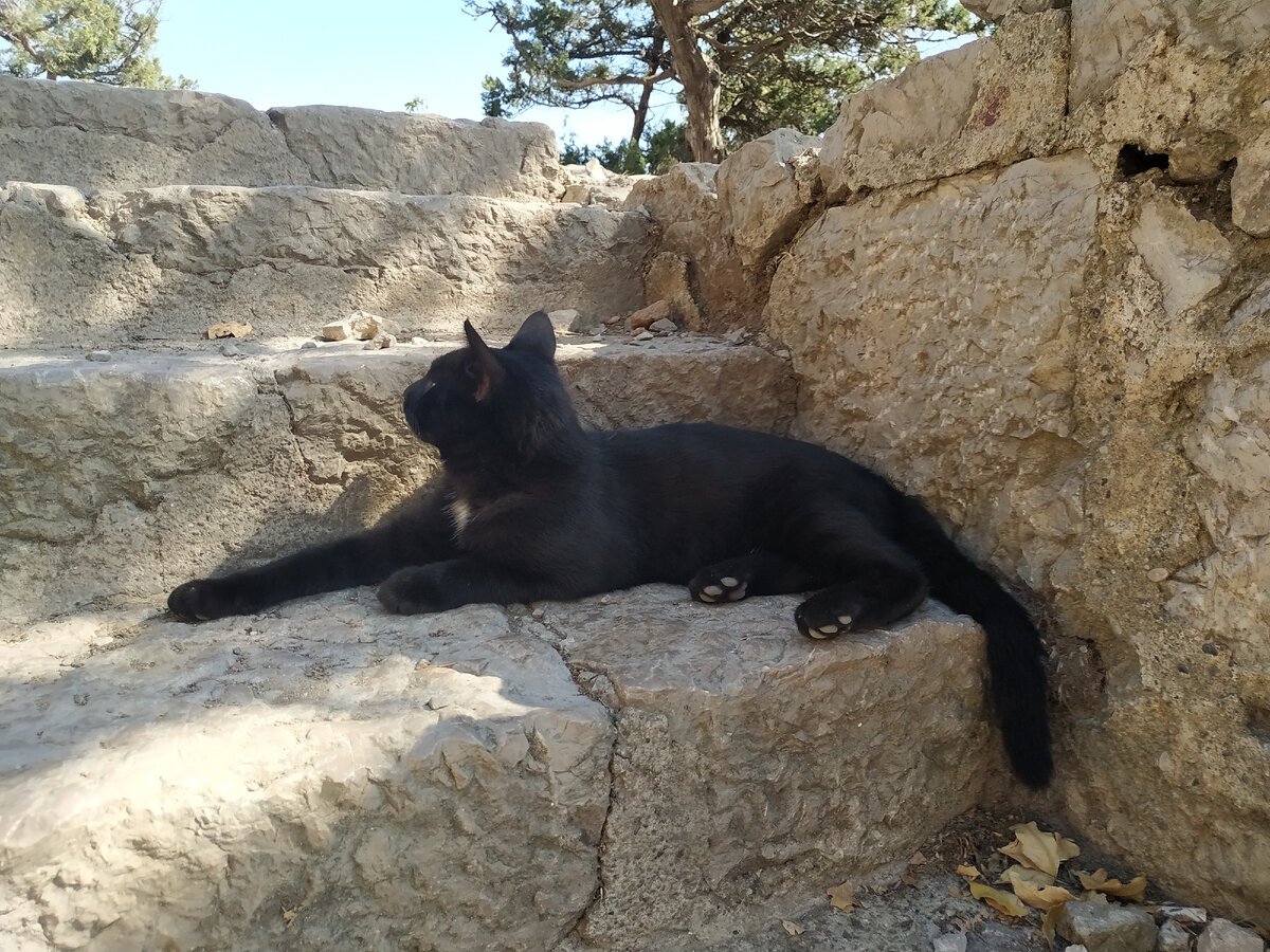 кот не наш, а фото автора :) 