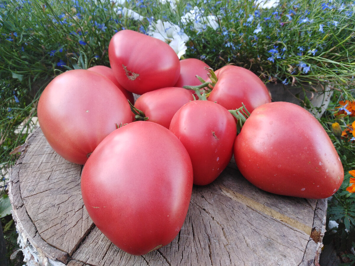 томат сердце луиджи характеристика и описание. томат сердце луиджи. томат aurora blue.
