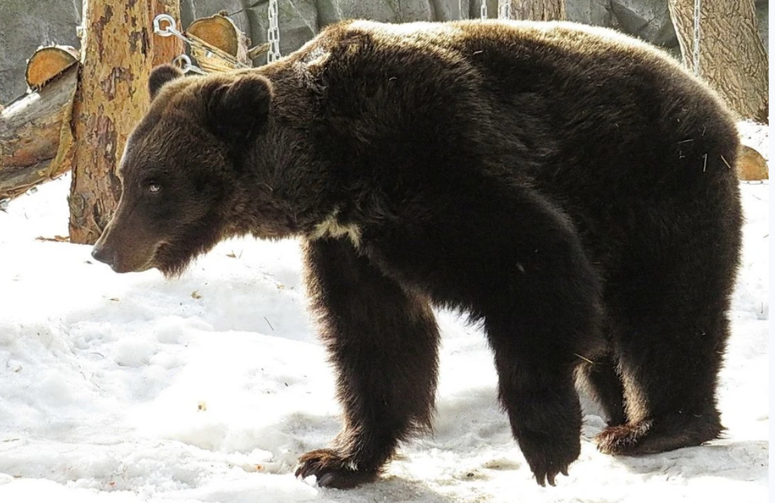 Бурая медведица Валя за зиму неплохо скинула вес, Новосибирский зоопарк, фото А. Новикова