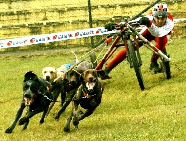 My sports dog. Ездовой спорт на собаках. Нарты на колесах для ездовых собак. Упряжка для собак на колесах. Картинг (ездовой спорт).