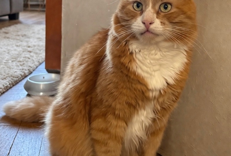 😽Рыжий добряк кот Рыжик в поисках своего счастья🏡💕