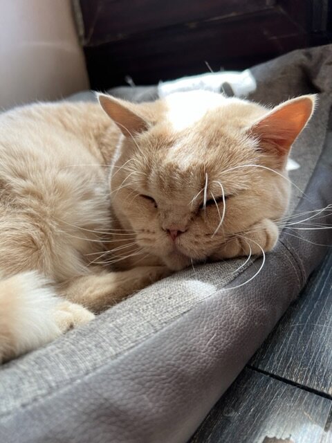 Кошка болеет или просто спит , порой это очень сложно понять 