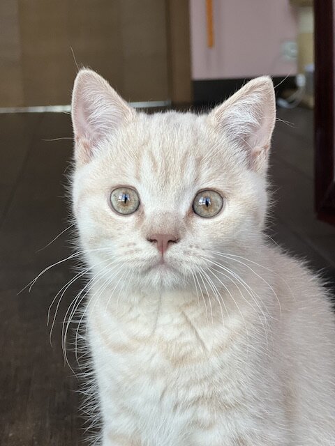 Ученые разработали шкалу оценки мимики кошек. Оценивая положение ушей, усов, глаз и тд можно понять как чувствует себя кошка 