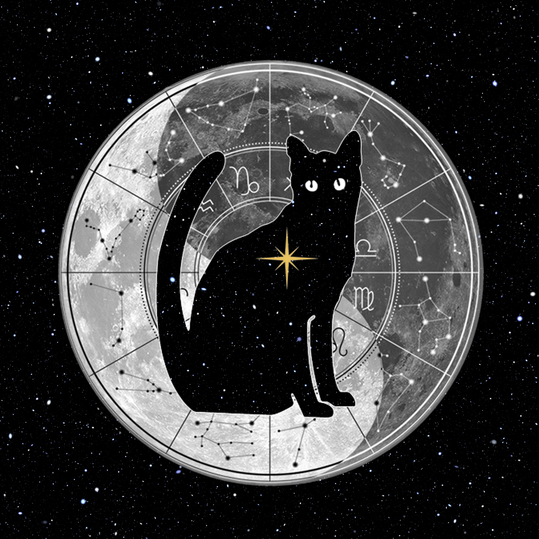 АстроКот — твой связной со звёздами!