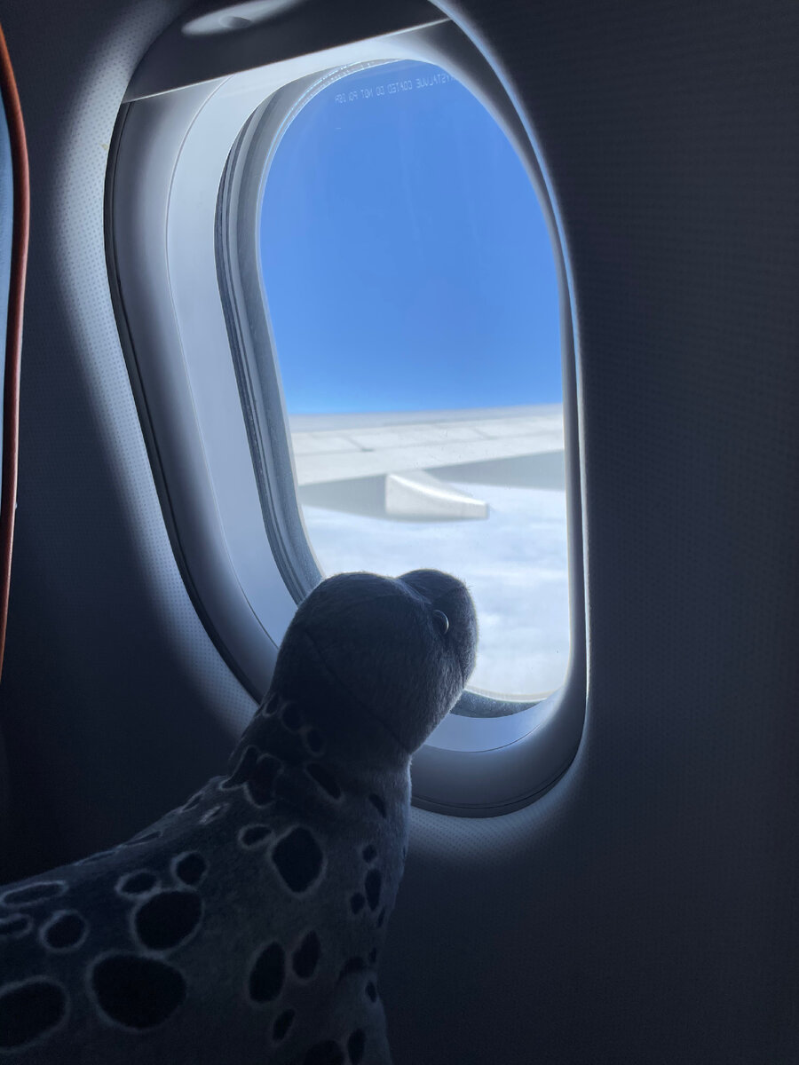 Дальневосточная нерпа возвращается из Владивостока.