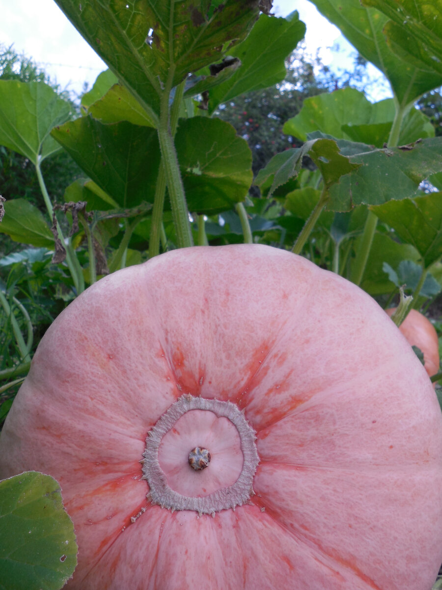 Большая яркая тыква хороша сама по себе!