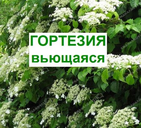 гортензия выращивание