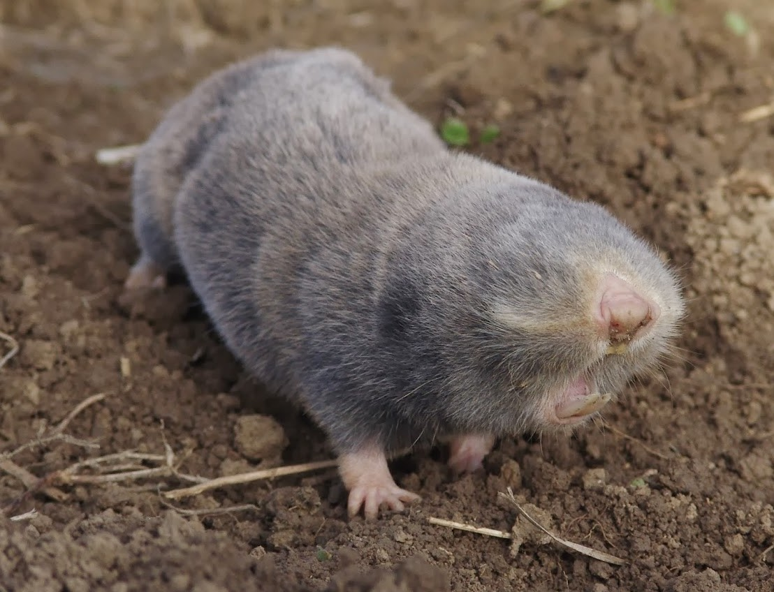 Гигантский слепыш на поверхности. Фото из Интернета