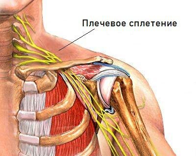 Плечевое сплетение — это сеть нервов, расположенных по обеим сторонам шеи, обеспечивающих движение и чувствительность плеча, руки и кисти