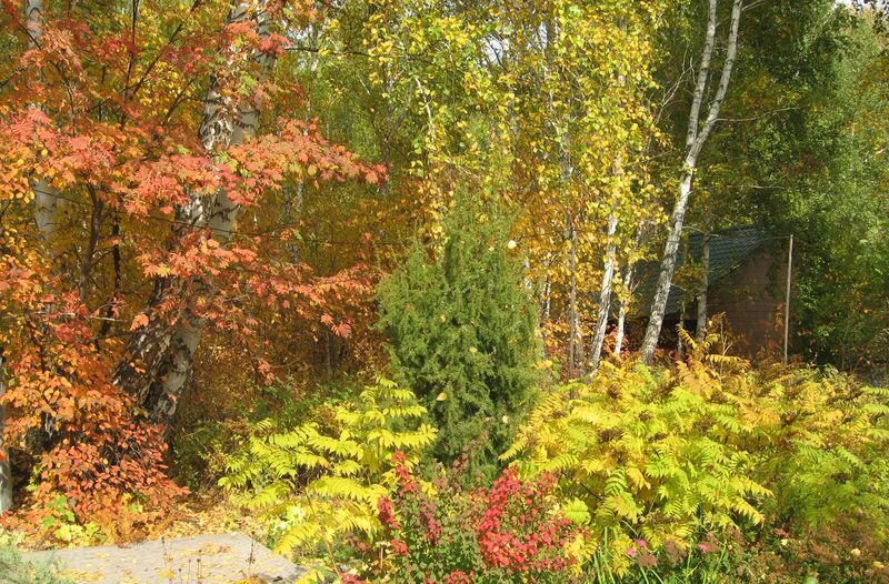 Обожаю осень за вот такие яркие краски! - мое фото в саду
