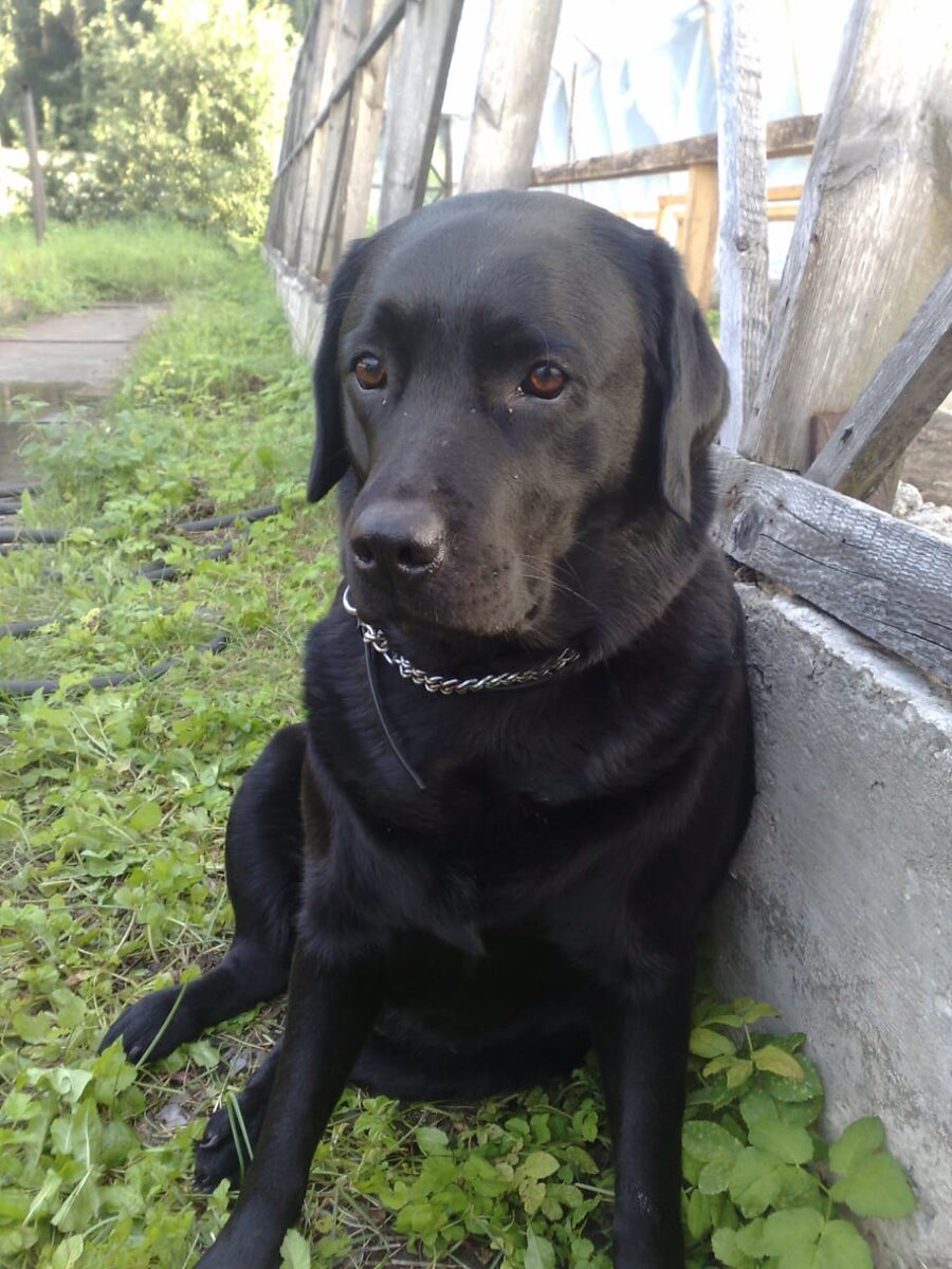 Нюра (фото автора)