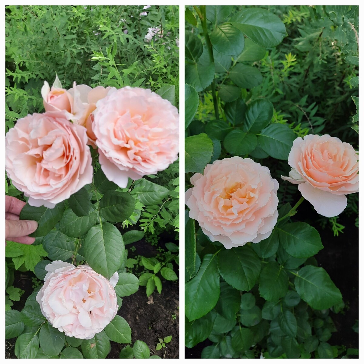 фотоколлаж Татьяны