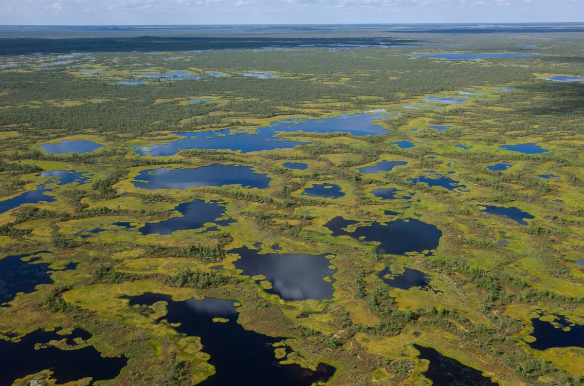 самое большое болото в мире. васюганское болото заповедник. васюганский заповедник в новосибирской области. болота африки дельта. васюганские болота, сибирь.