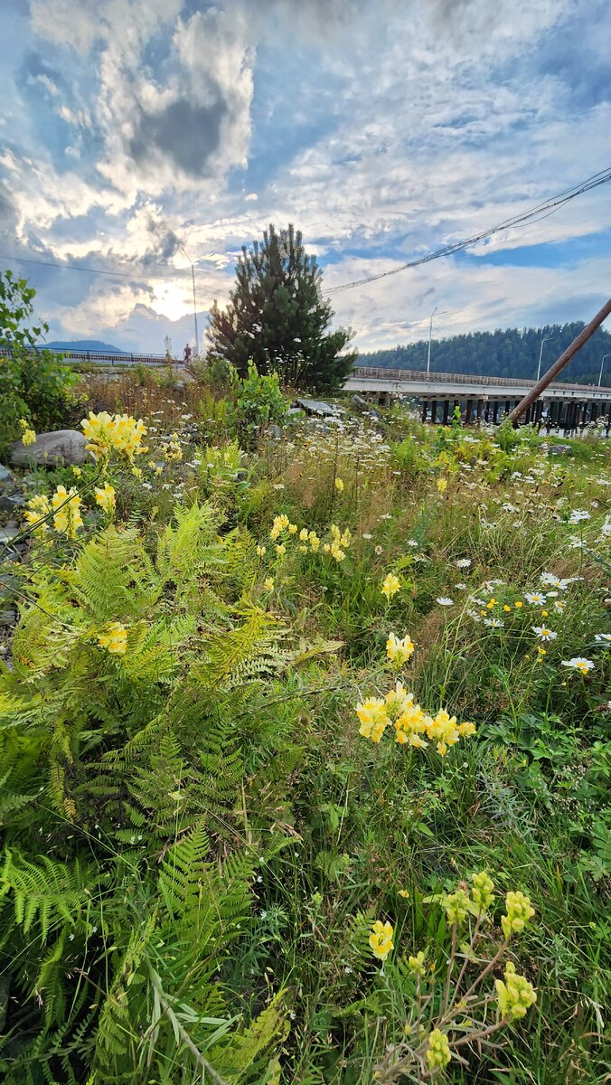 такой красивый вид напоследок и львиный зев нашла, тоже из моего детства!