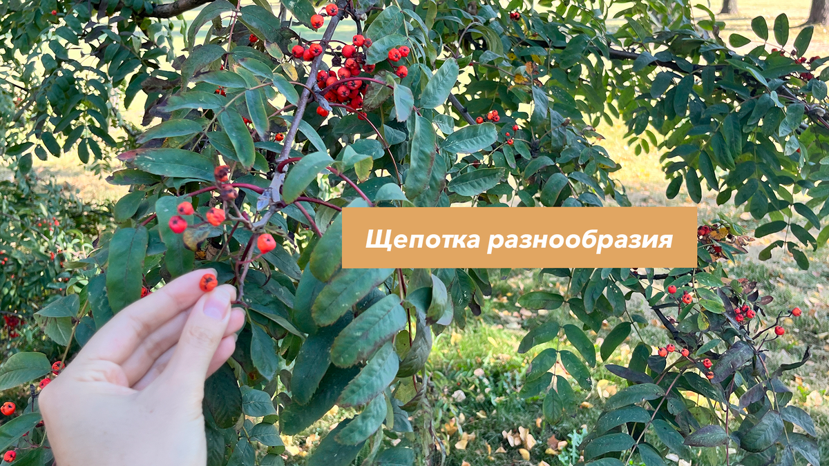 Рябина в парке