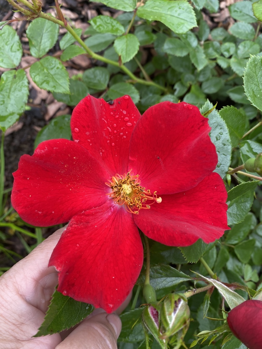 фото Натальи