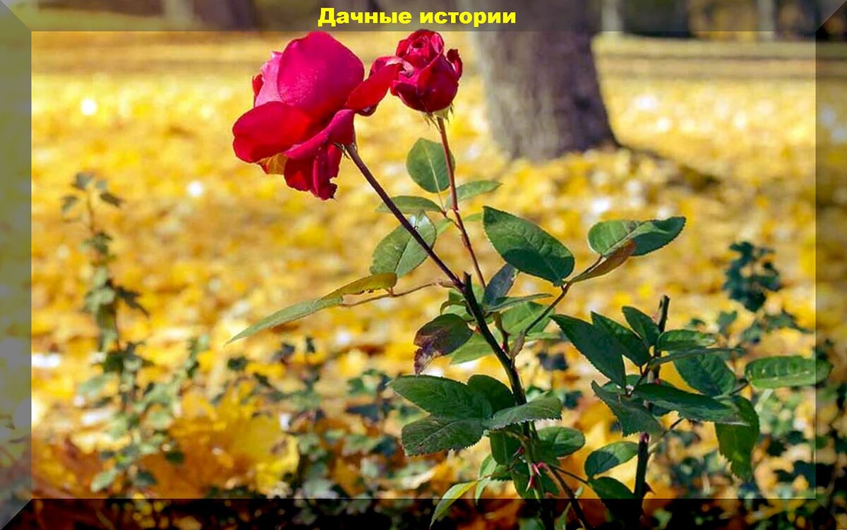 Осенние розы.
