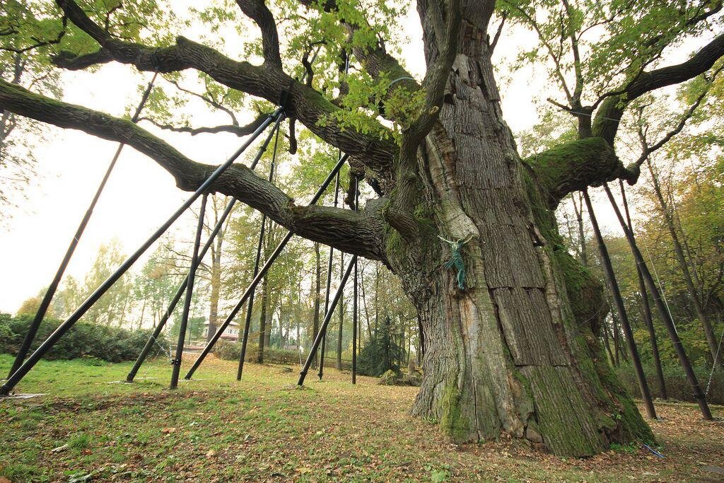 Пусть родные всегда будут рядом. Беловежская пуща реликтовый лес. Беловежская пуща реликтовые деревья. Царь дуб в беловежской пуще которому 600 лет. Царь-дуб беларусь беловежская пуща.