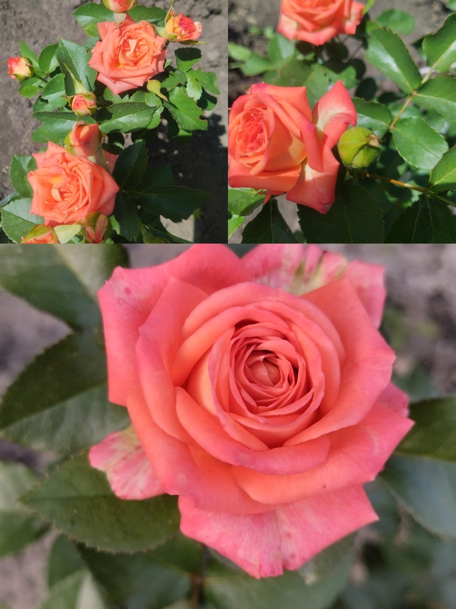 фотоколлаж Татьяны