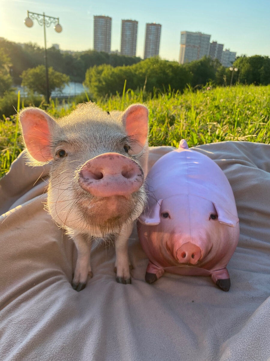 Всем привет! Меня зовут Оля, и я живу со свиньей. Многие знают Персика по другим социальным сетям, где у него очень много фанатов и в сумме больше миллиона подписчиков.-2