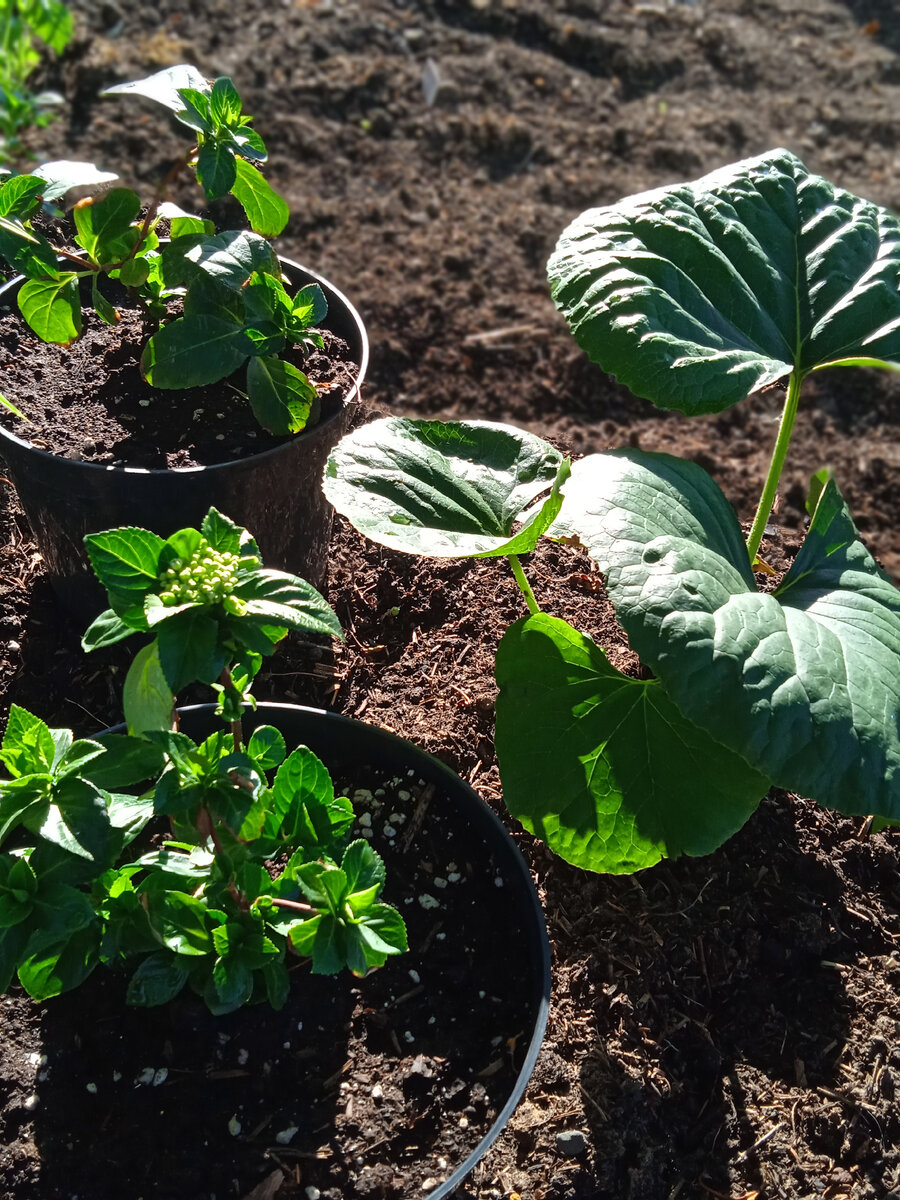 Нижняя Невеста, верх Болеро  начало сезона