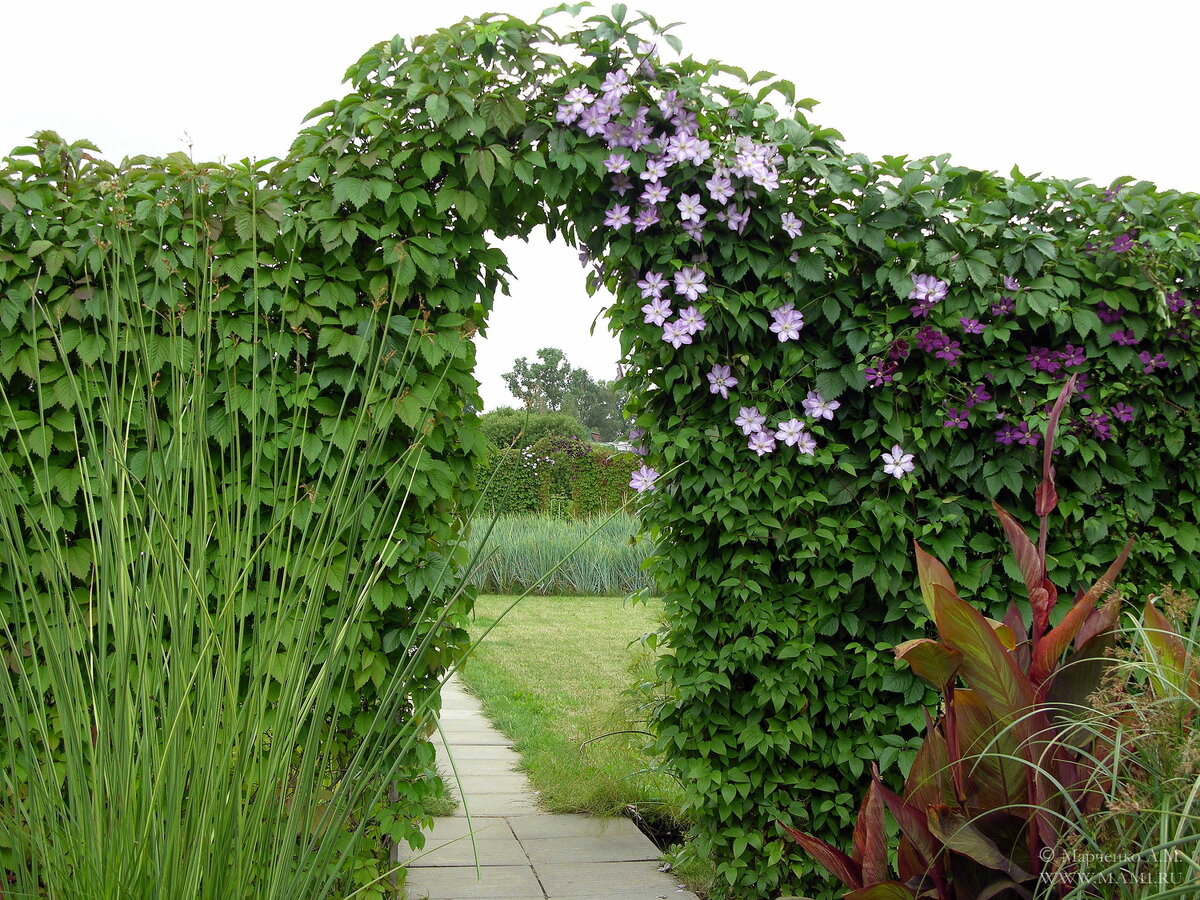 Живая арка из растений