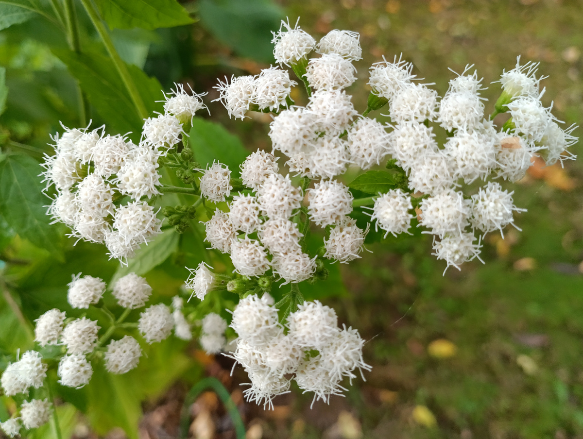 Посконник морщинистый Лаки Мелоди (Eupatorium rugosum Lucky Melody)