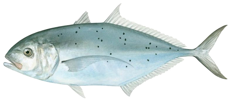 Turrum gymnostethus