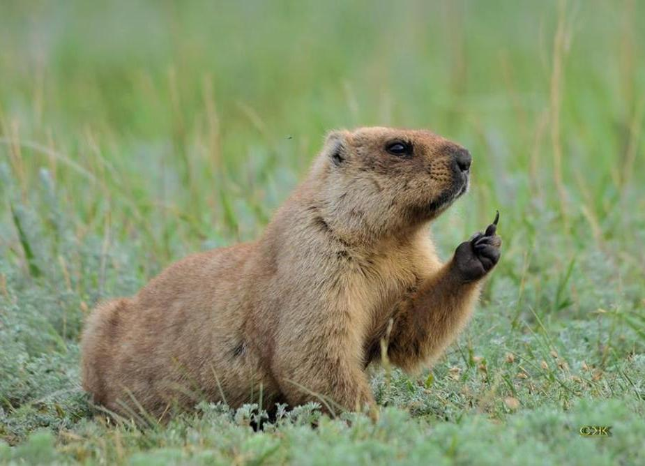 Сурок. Степной сурок Байбак. Сурок Степной, Байбак (Marmota Bobak). Сурок Байбак Европейский. Сурок обыкновенный Байбак.