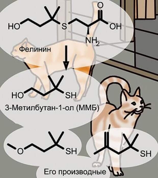 Как выглядят метки кошек