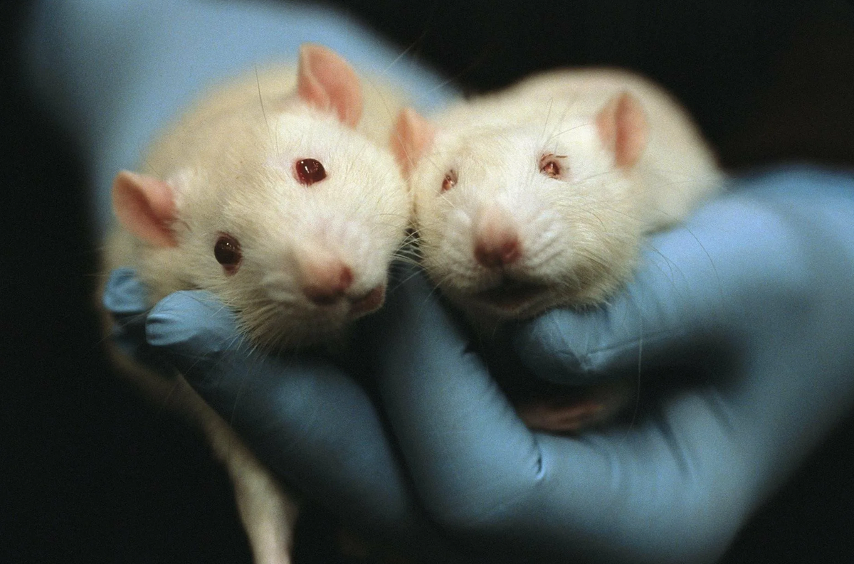 Трансгенные животные. Трансгенные мыши. Генная инженерия мыши. Первые трансгенные животные.