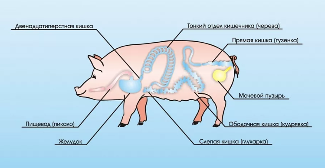 Схема сердца свиней. Строение свиньи анатомия. Внутреннее строение свиньи. Анатомическое строение свиньи.
