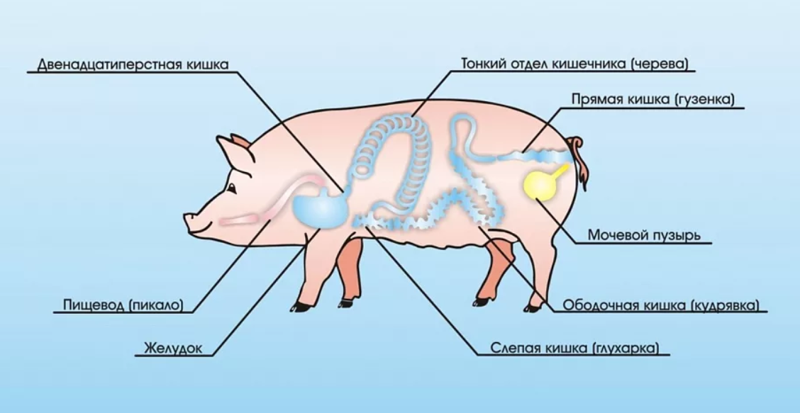 Поросенок кишки. Строение свиньи анатомия. Анатомическое строение свиньи. Внутреннее строение свиньи.