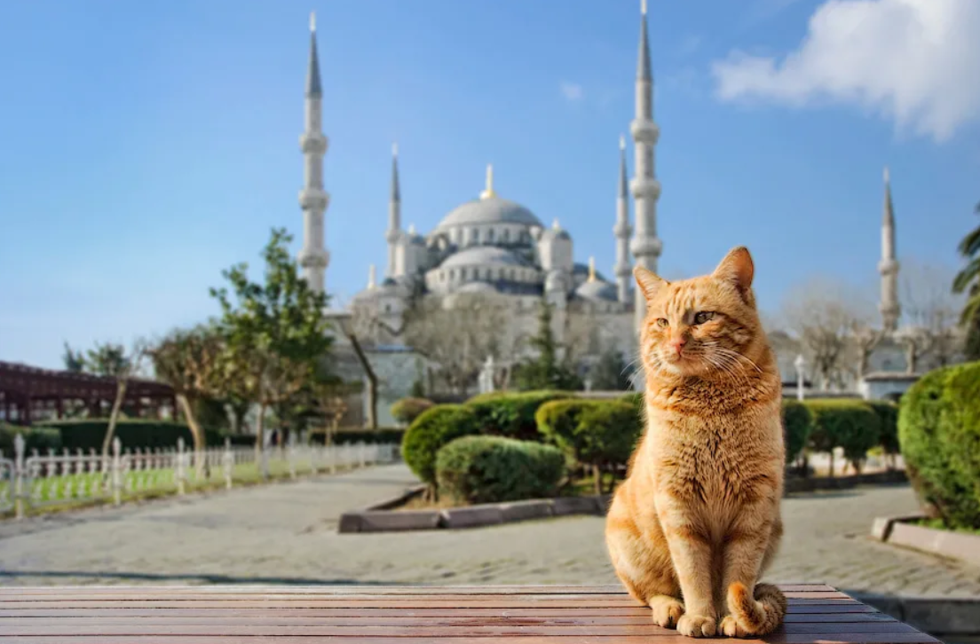 Мусульманские животные. Стамбул кот мечеть. Кошка Гюли Стамбул. Кот в мечети. Кошки в Турции.