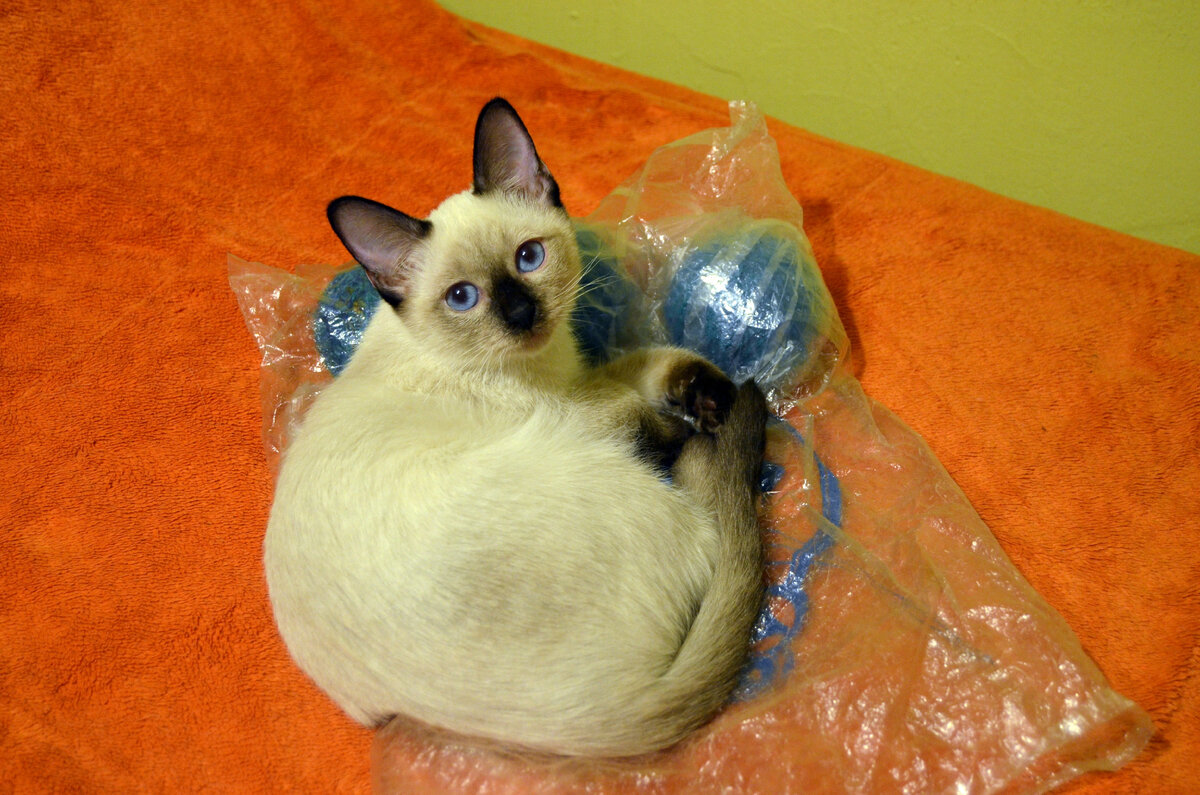 Ох, как ты рискуешь, я и пакеты грызть люблю, и клубочки меня интересуют, и все это может застрять у меня в желудке