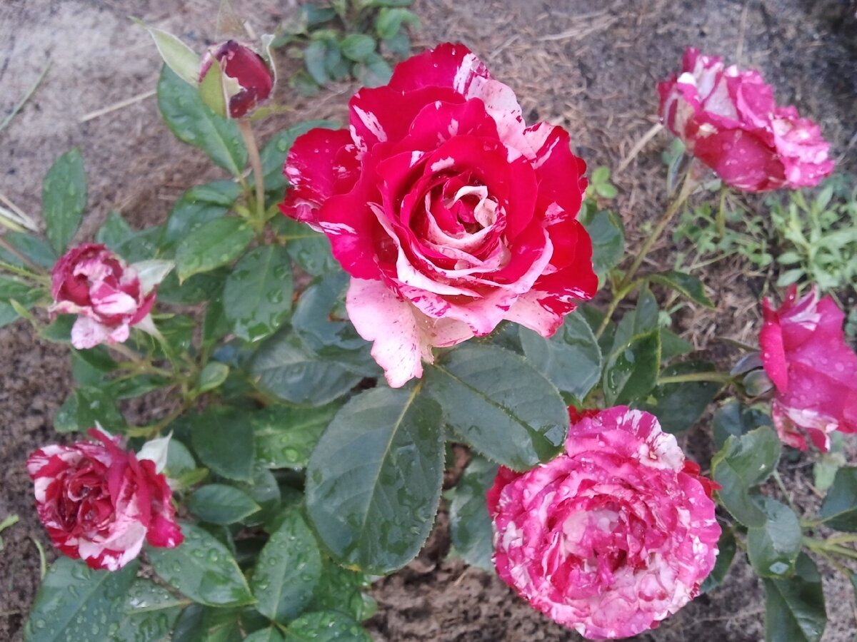 Розы Роз чайно-гибридных_Сатина - купить по выгодным ценам в интернет-магазине O