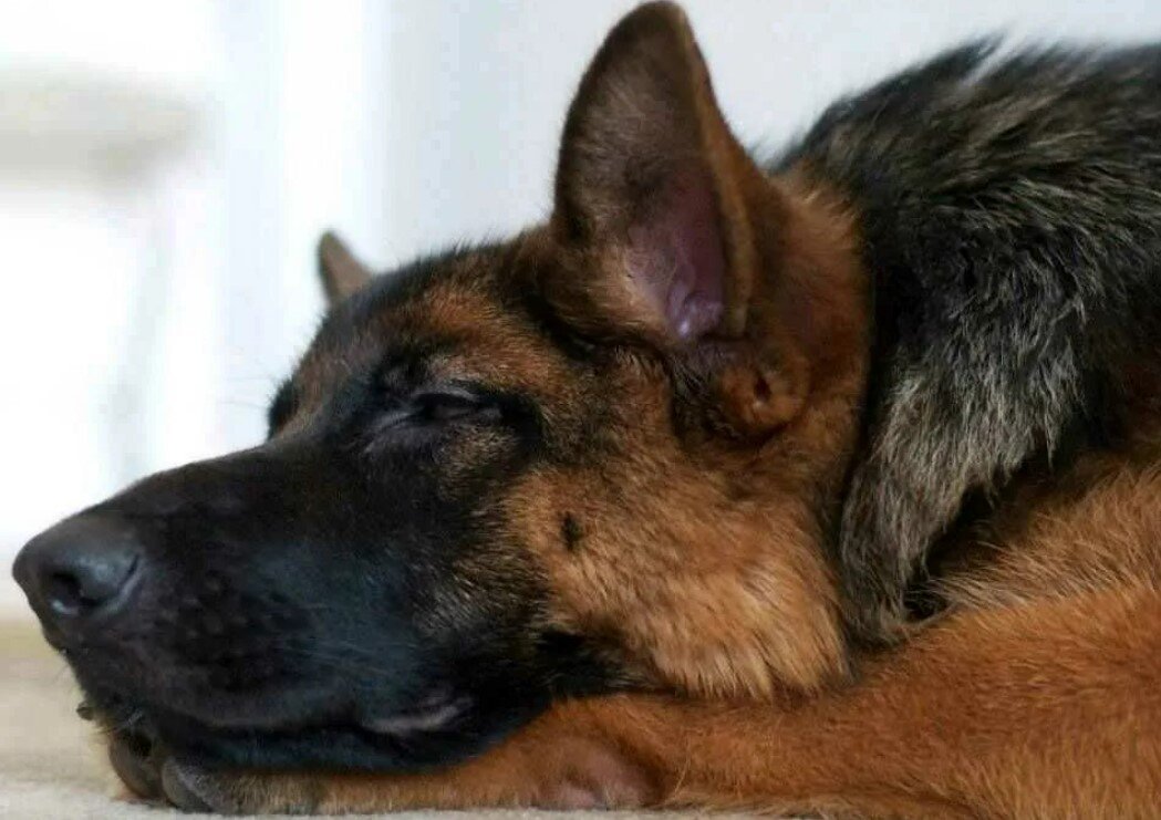 Снится собака большая добрая овчарка. Веселая немецкая овчарка. Немецкая овчарка добрая. Снится собака большая добрая овчарка. Пушистая овчарка нюхает землю.