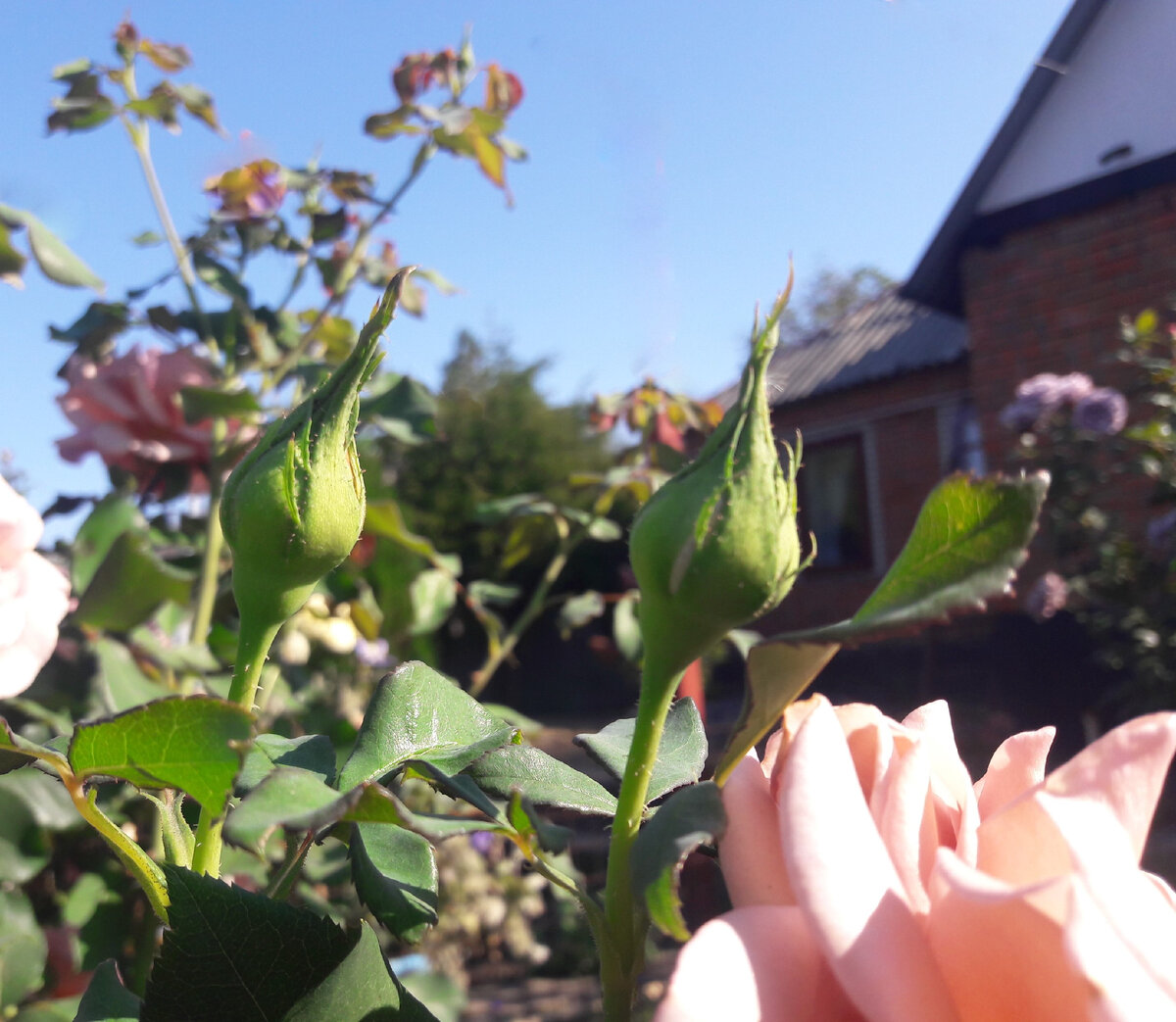 Бутон Koko Loko