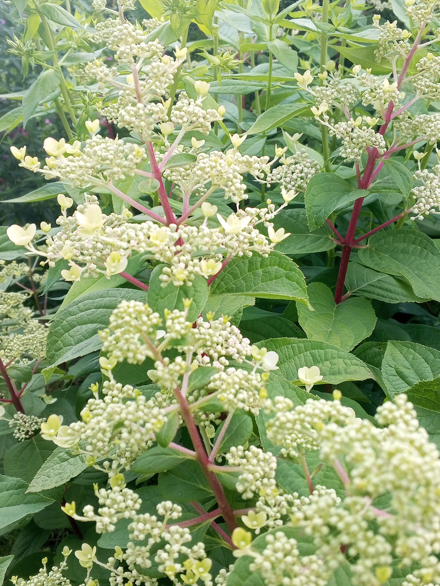 Гортензия в начале роспуска