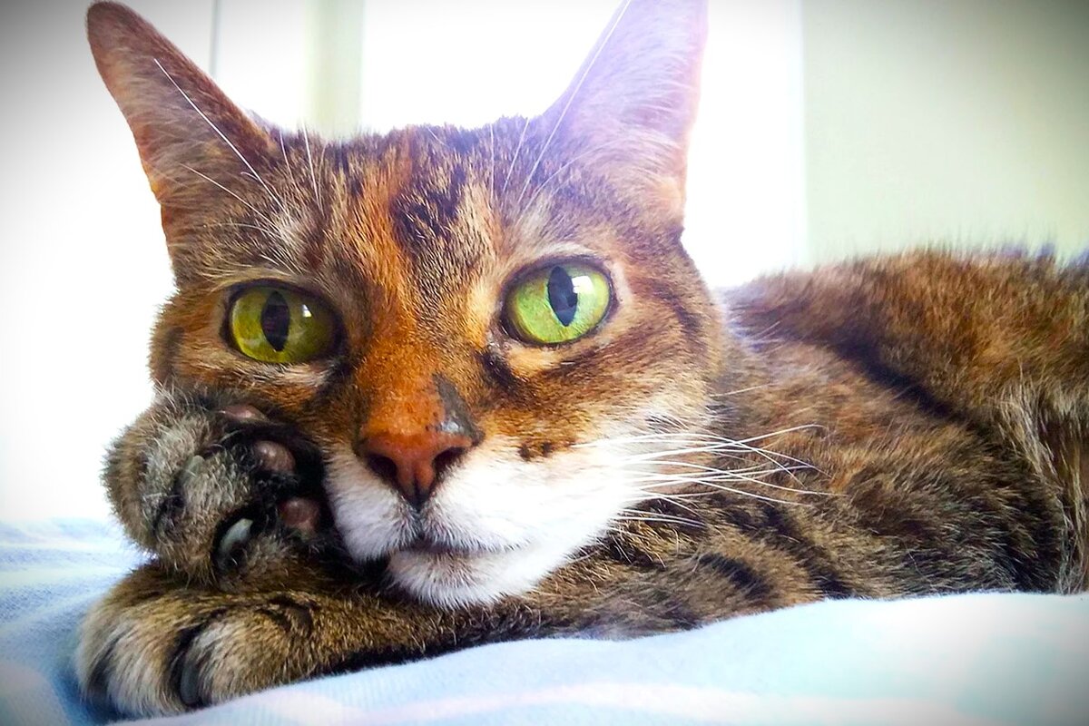 Последствия запаха изо рта и уход