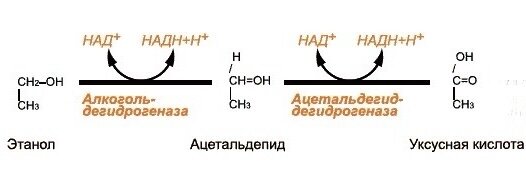 Схематичный механизм преобразования этилового спирта. Изображение с сайта: https://itexts.net/files/online_html/189319/_24.png