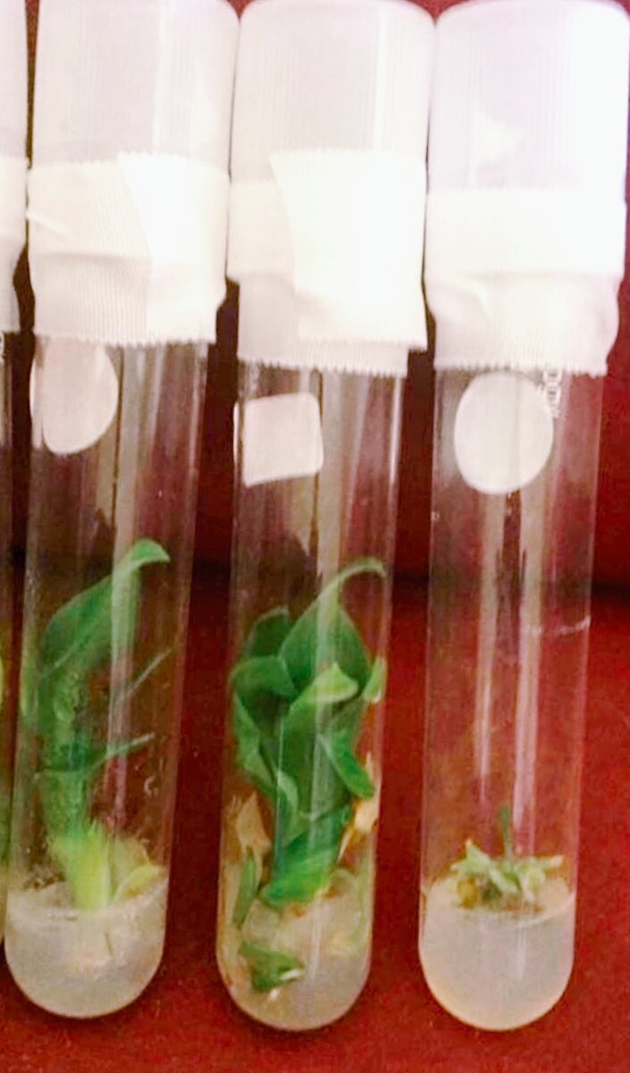 Быстрый рост